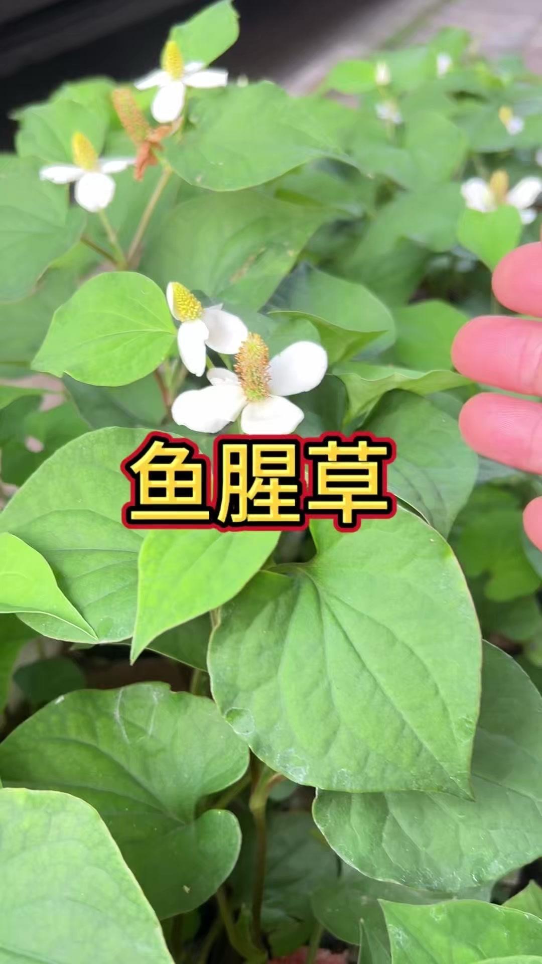你们见过鱼腥草吗？🍃鱼腥草（折耳根）全身上下都是宝！白色小花瓣。配心形叶片，老