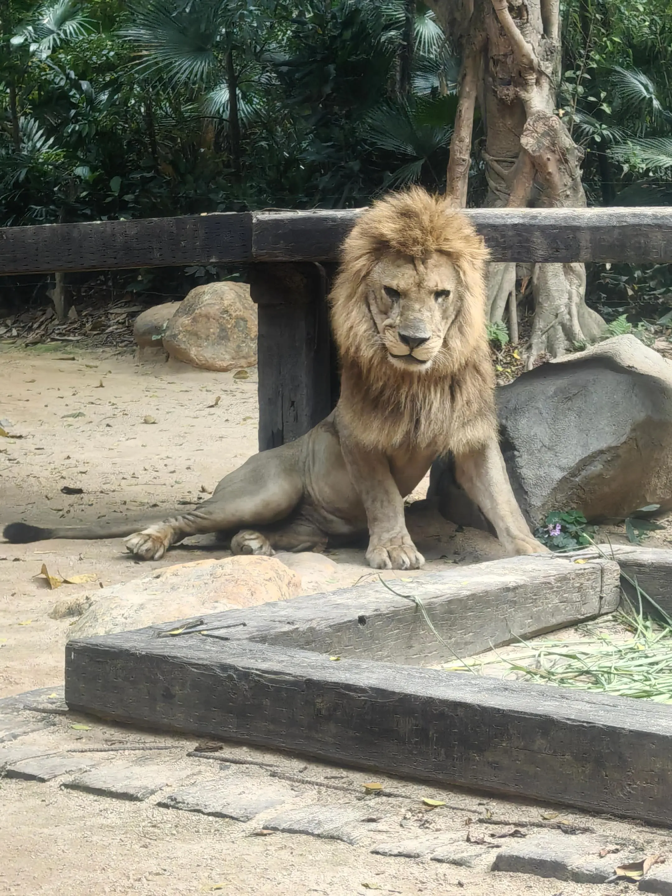 🦁这邪魅一笑😂