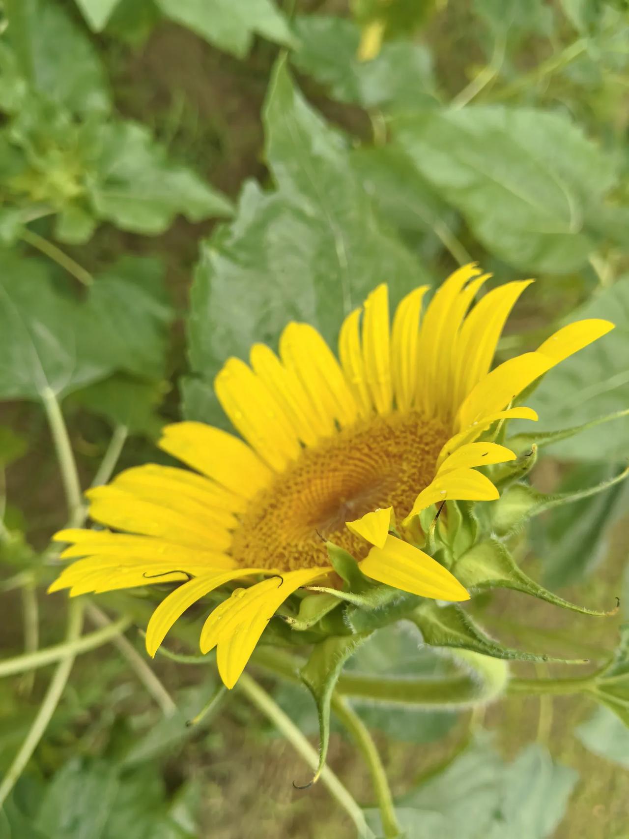 向日葵🌻
几天不见，阅景公园的向日葵🌻花开了，看来羊也非常喜欢，总是仰头看着