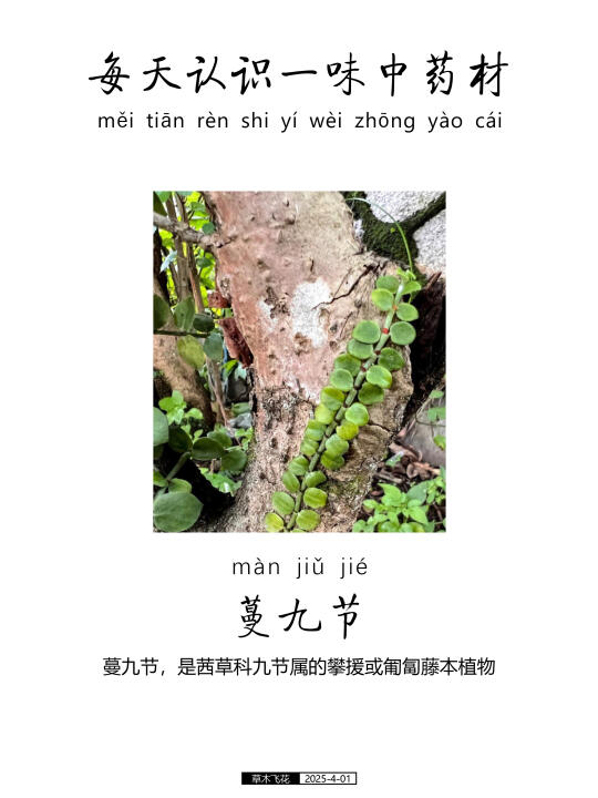 每天认识一味中草药-蔓九节🍀
