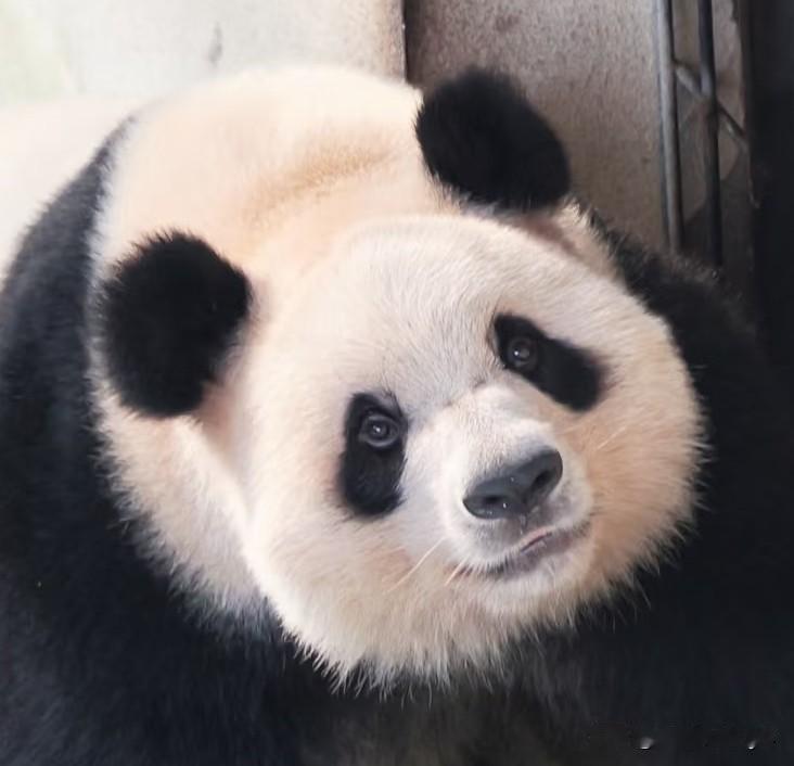 奇珍的泡粑脸是不是又泡苕了一点？五岁生日会上的泡粑妹美出了新高度，“珍”美丽是真