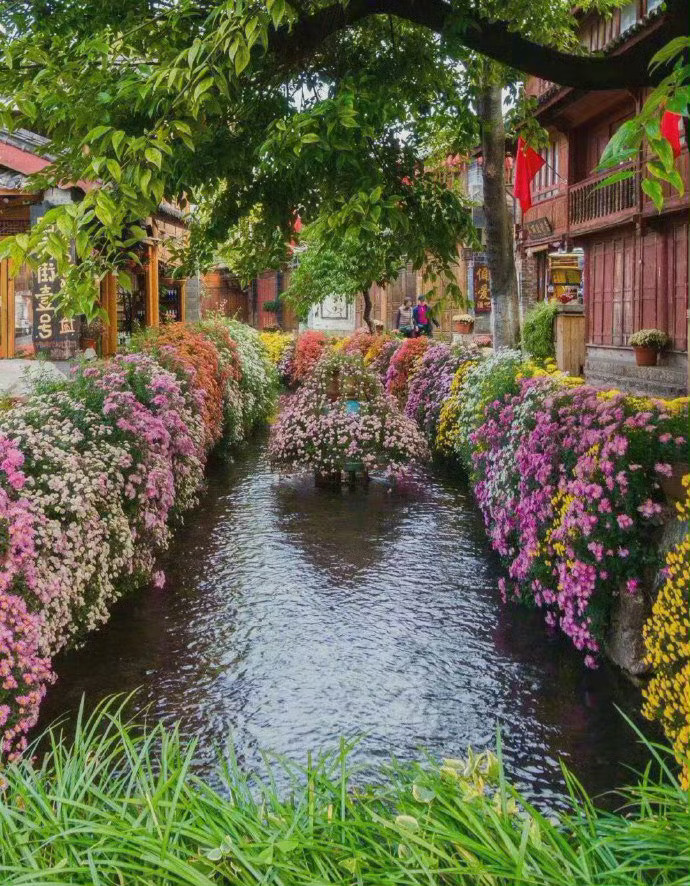 丽江古城，花香满城，如痴如醉。 