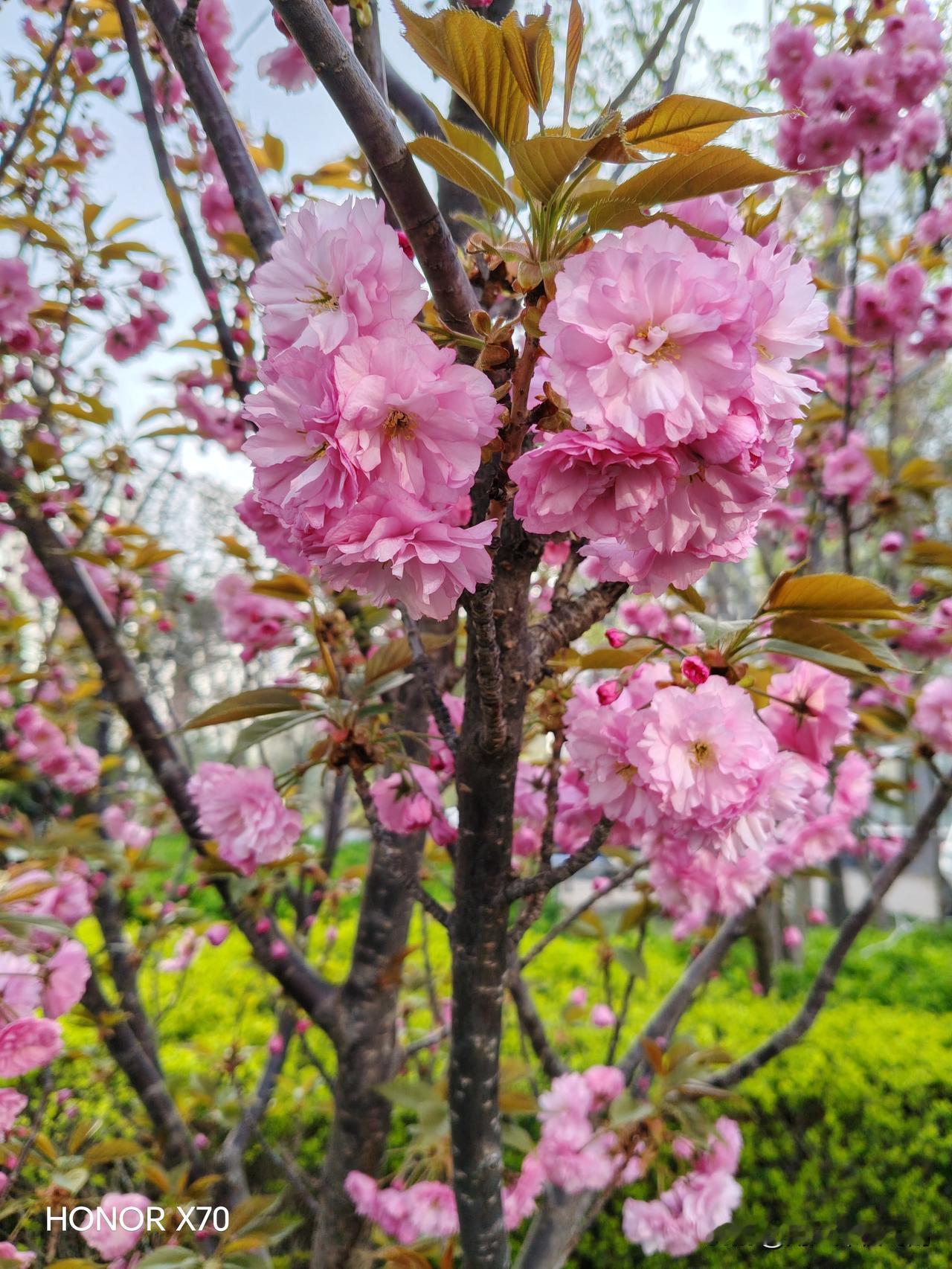 他乡遇鲜花
他乡花盛人看惯，
而我少见倍觉珍。
相逢尽是生疏意，
一望嫣然动我心