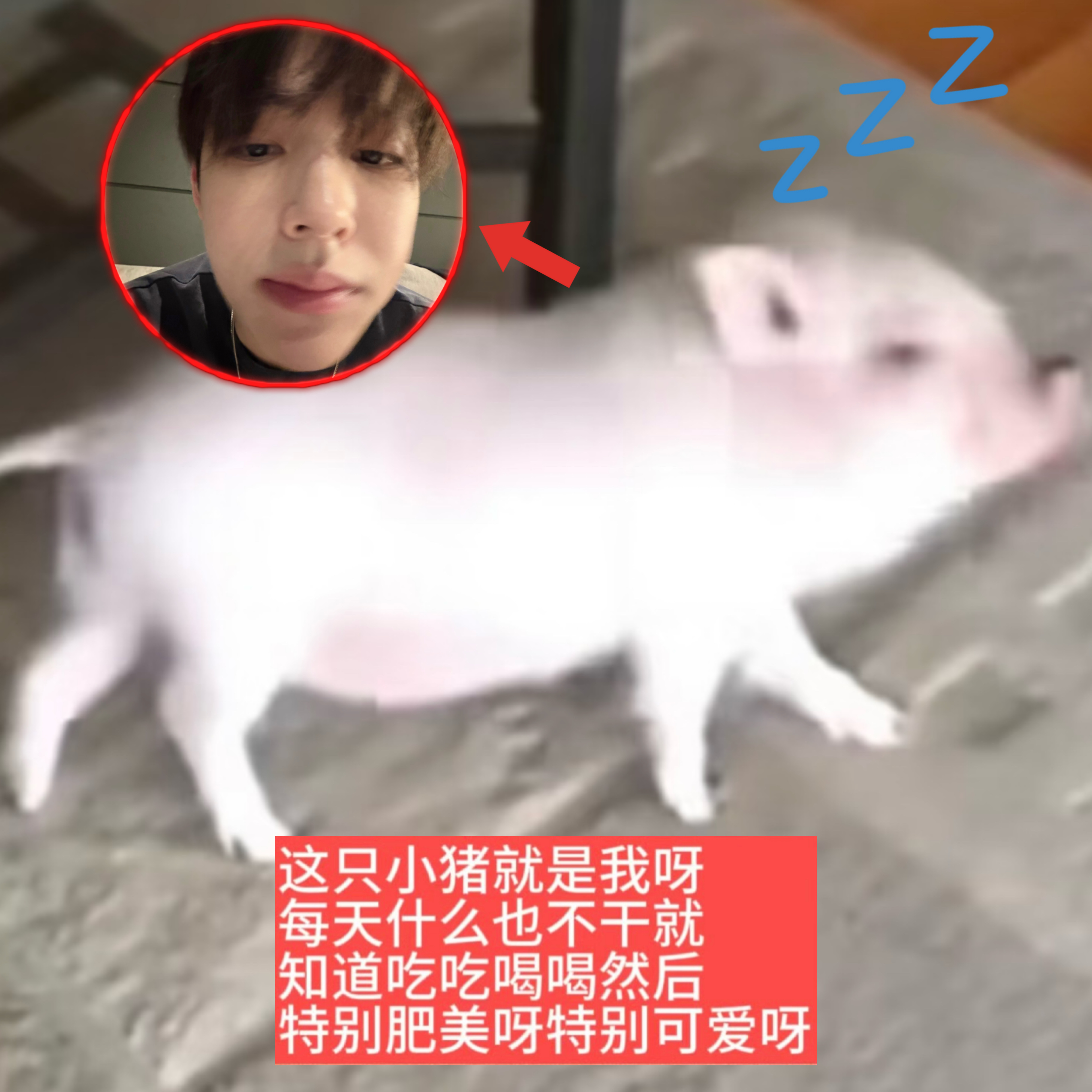 ●🐽︎●  严成玹 极品 猪灵根 ​​​