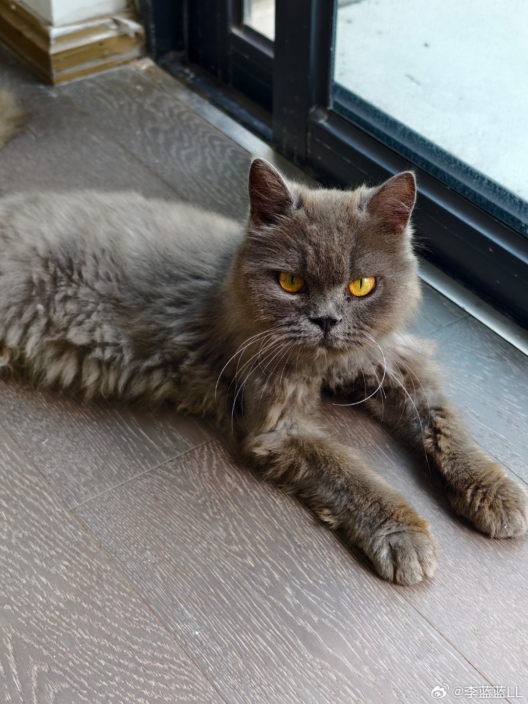 小猫捡回来就几天就长胖了挺多。走路也不会老摔倒了。就是后天就要出差5天怎么办啊？