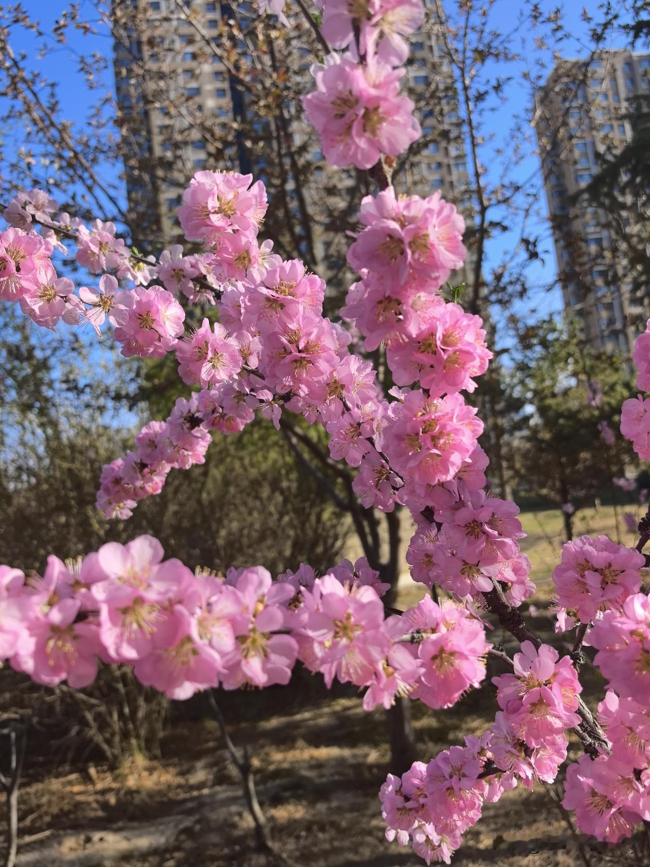 花开的季节，风也温柔，心也明朗。不必追着时光赶路，静静看一朵花绽放，就懂了生活的