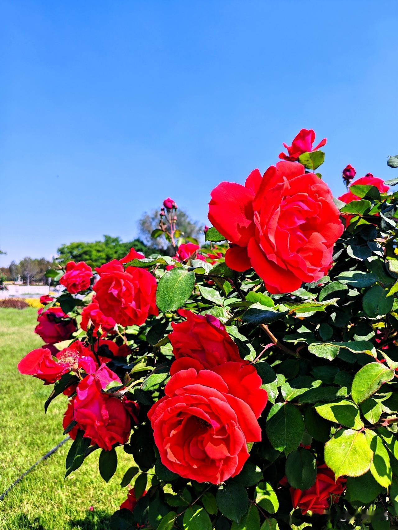 阳光下的红艳月季，绽放出最灿烂的笑容！🌹🌞