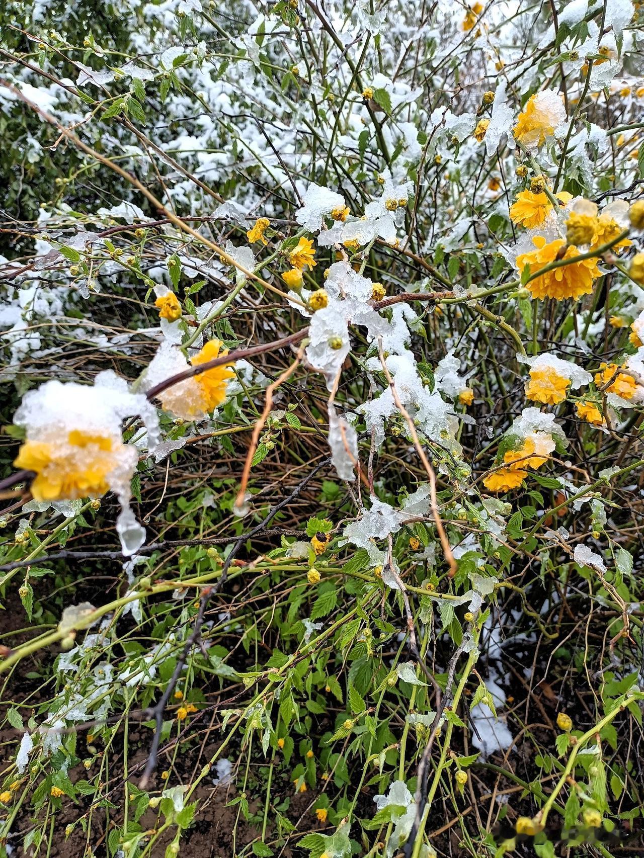 人间四月，甘肃庆阳，落雪覆城，这不像是春与冬的深情缠绵，倒像是最后的厮杀，不仅污