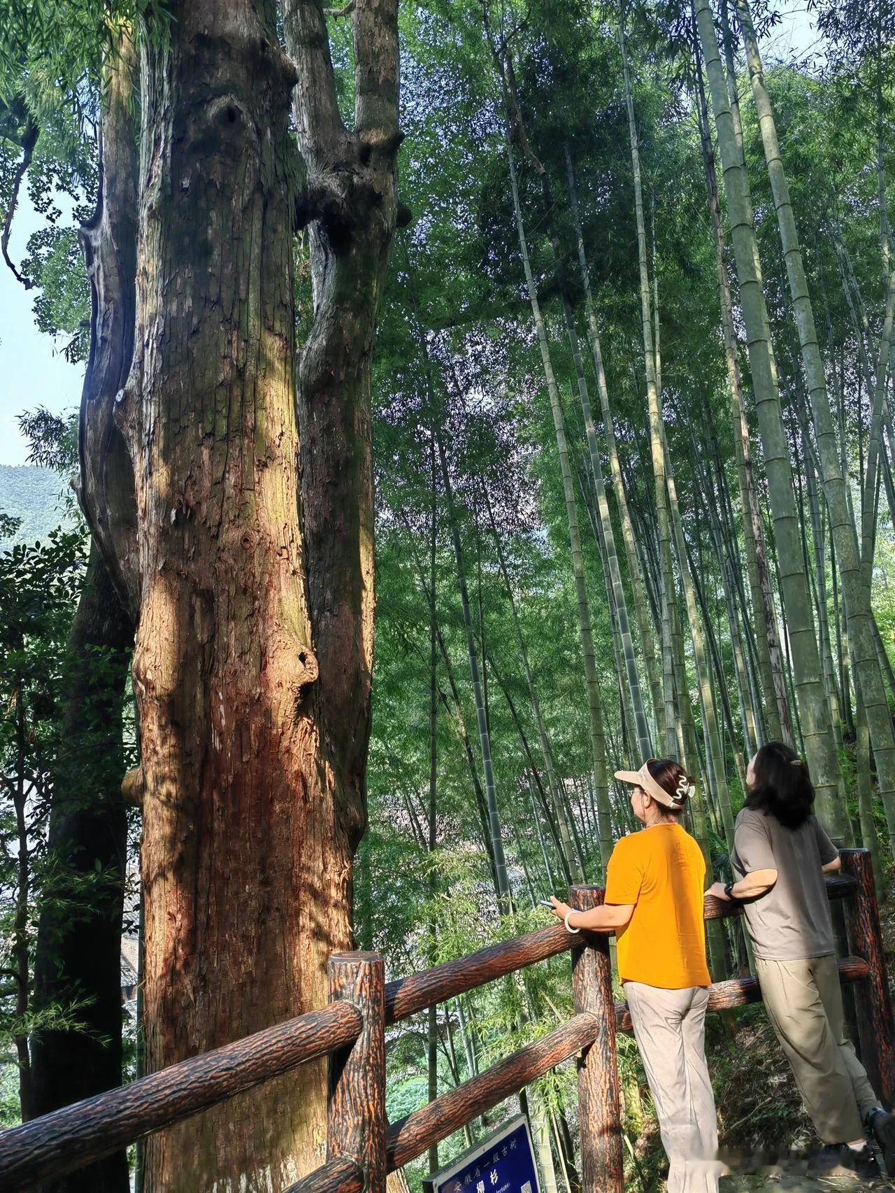 自驾徽州天路，自西入口源芳进入，昨天下午游玩新娘房瀑布，经白际岭，到达白际乡际源