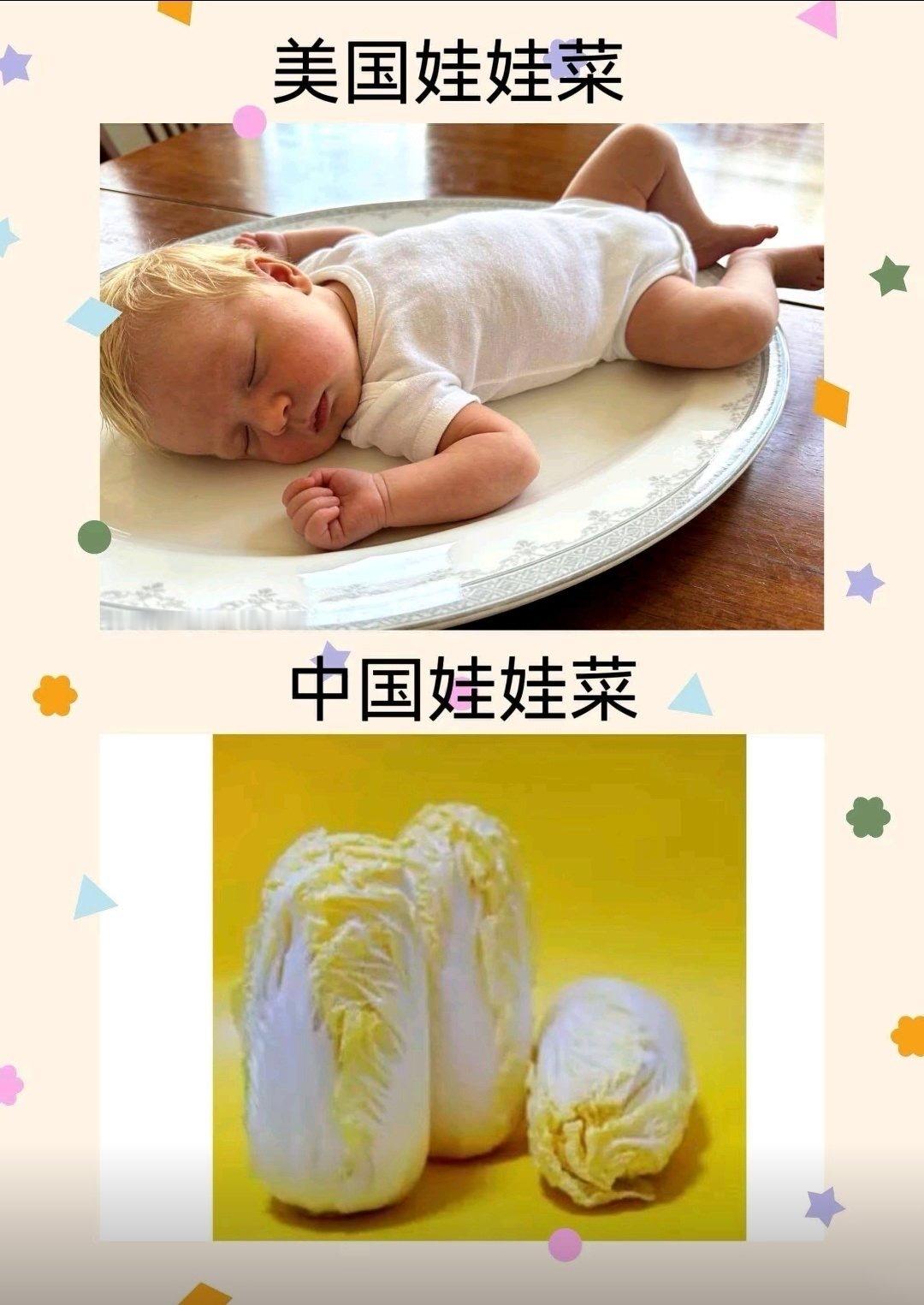 美国娃娃菜 VS 中国娃娃菜！真是地狱笑话！爱泼斯坦事件，把老美的底裤是巴的一干