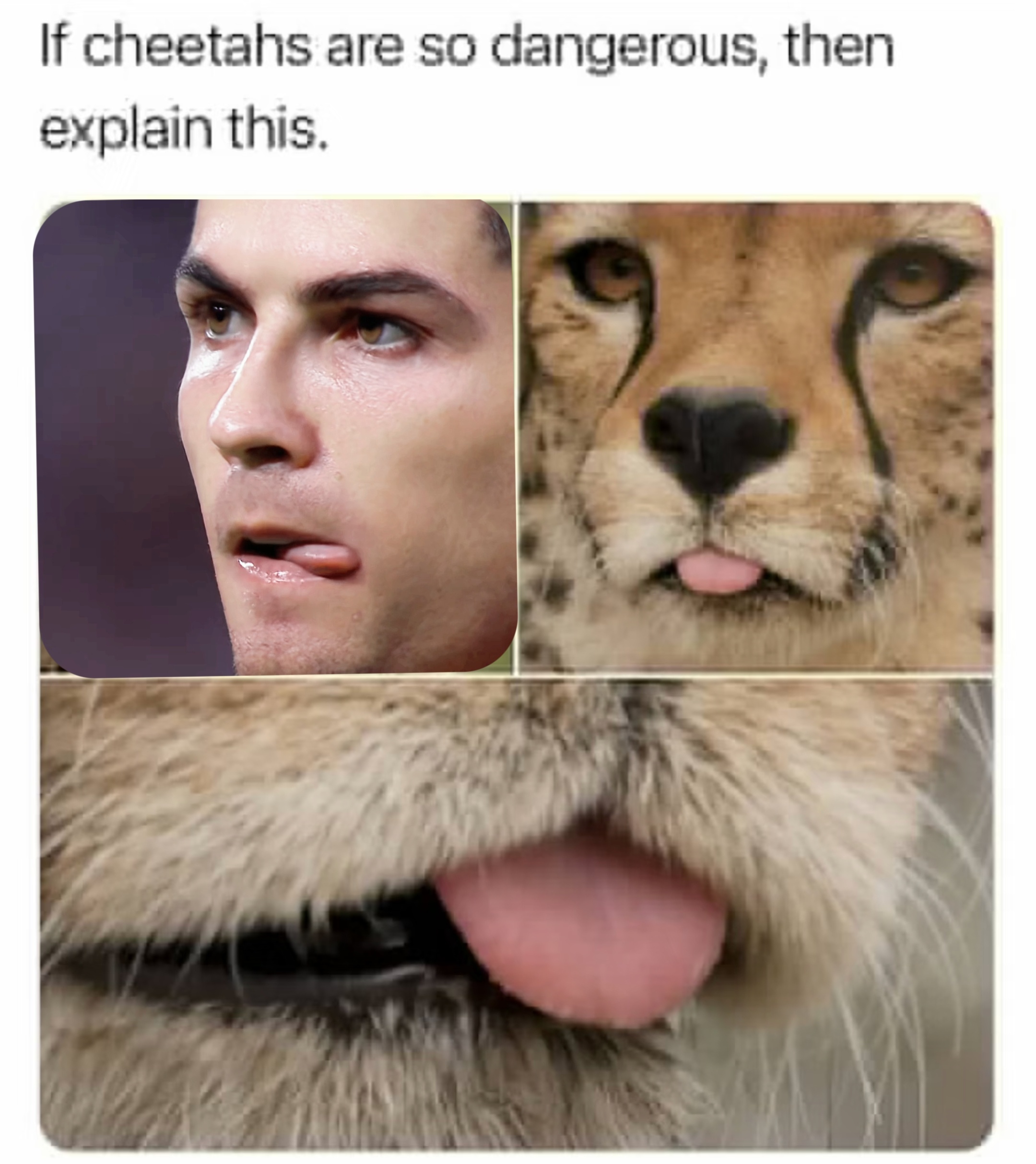 「如果你认为猎豹很危险🐆请解释这个👅」拼了live图版本，支持猎豹塑我姐啊啊