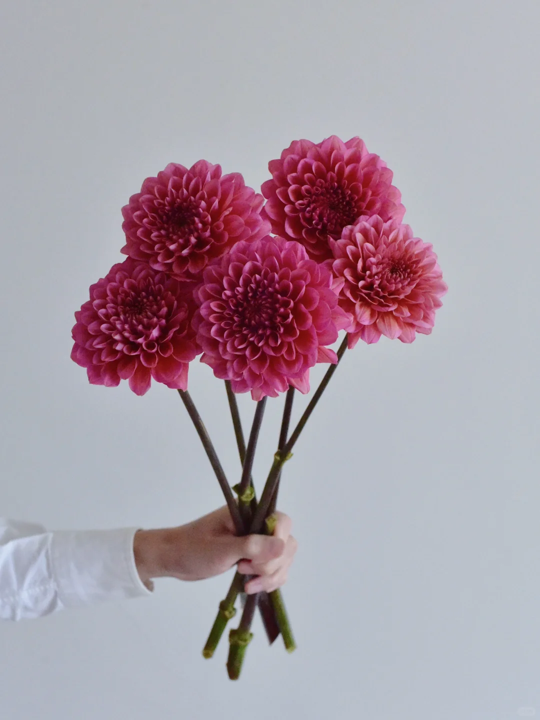 大丽花·鲑鱼赛跑者