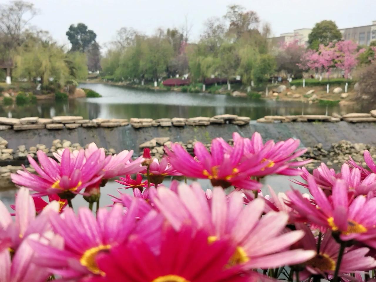 繁花似锦，花团锦簇，乱花迷眼，花花世界[呲牙]