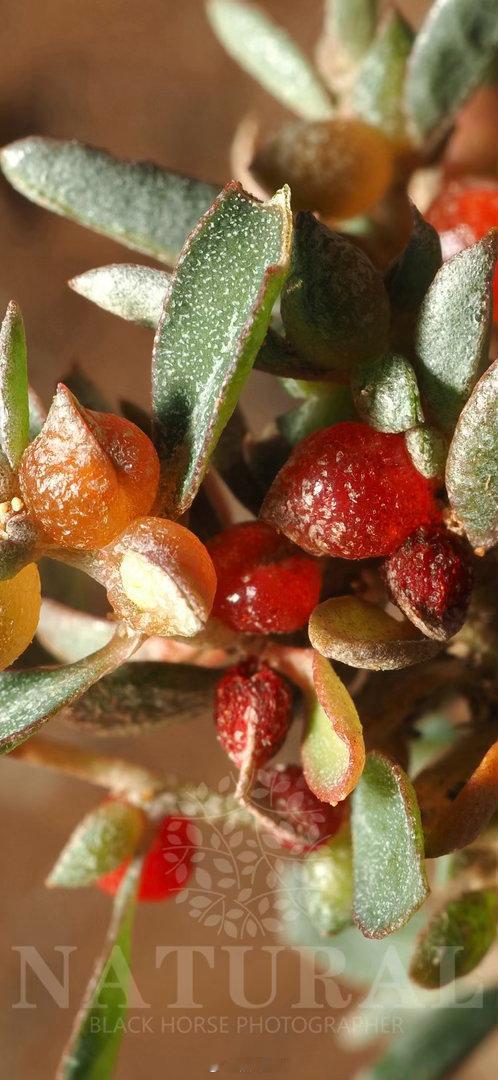 半浆果滨藜 Atriplex semibaccata 苋科 滨藜属 ​​​