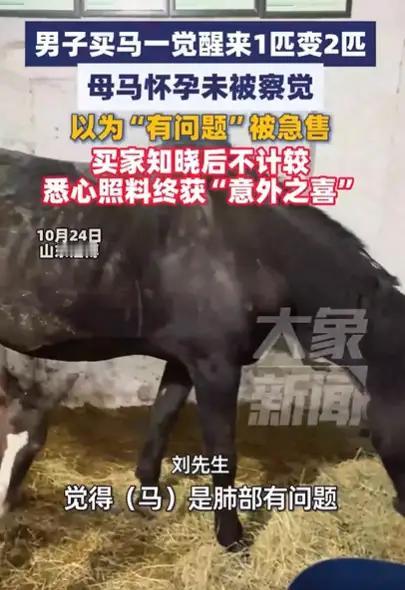 以为马儿当绝症，结果竟是喜当爹

故事的主人公本以为自己只是出于一份恻隐之心，想