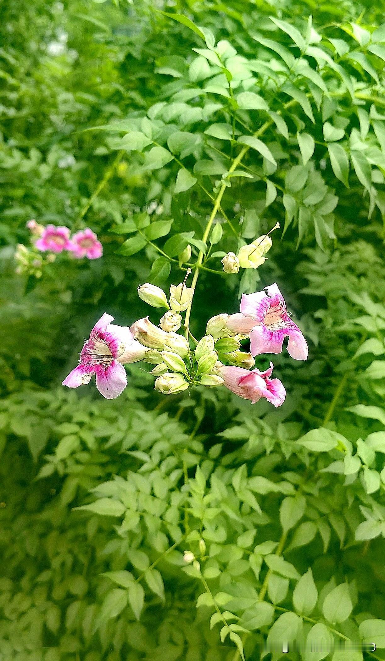 分享一张拍的花
