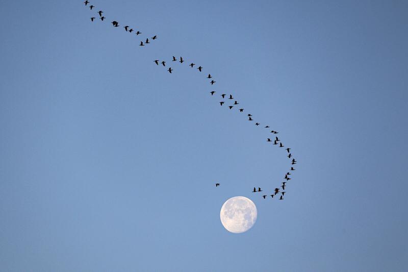 友之诗词，着实妙笔生花！“金风漫卷叶飞悠，雁阵声声过小楼”，仅此一句，便勾勒出一