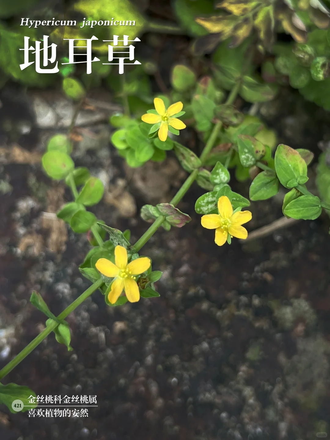 福州植物打标421 ｜迷你的小黄花——地耳草