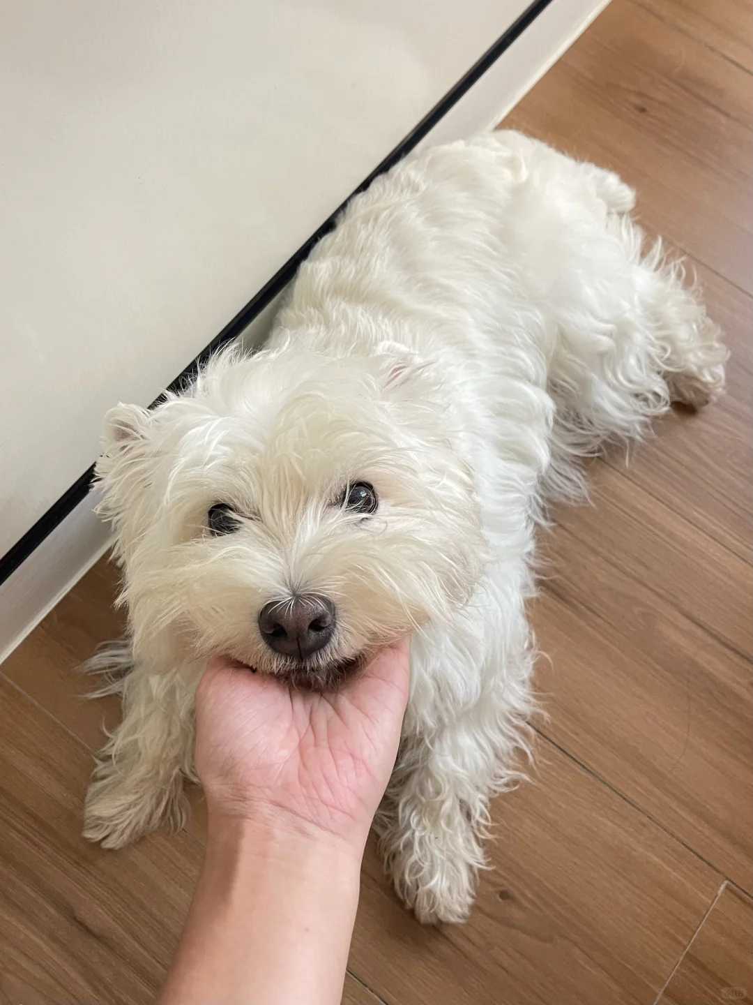 梗犬专用沐浴露就是不一样啊！