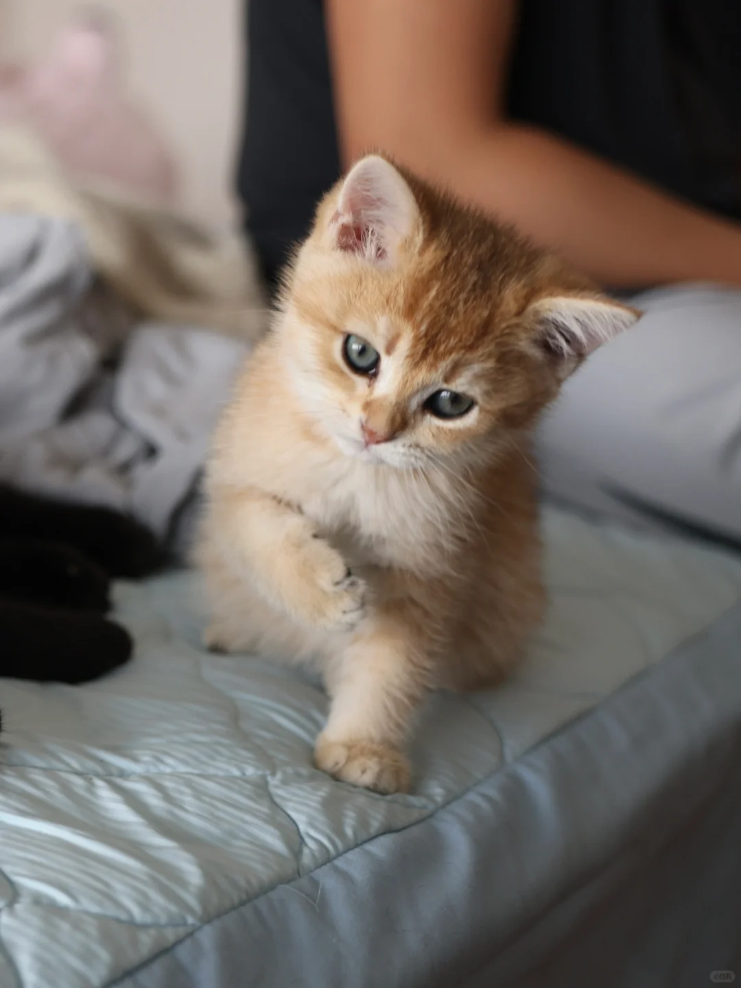 奶凶的小猫猫！看到这个拳头了没，小心揍你哦
