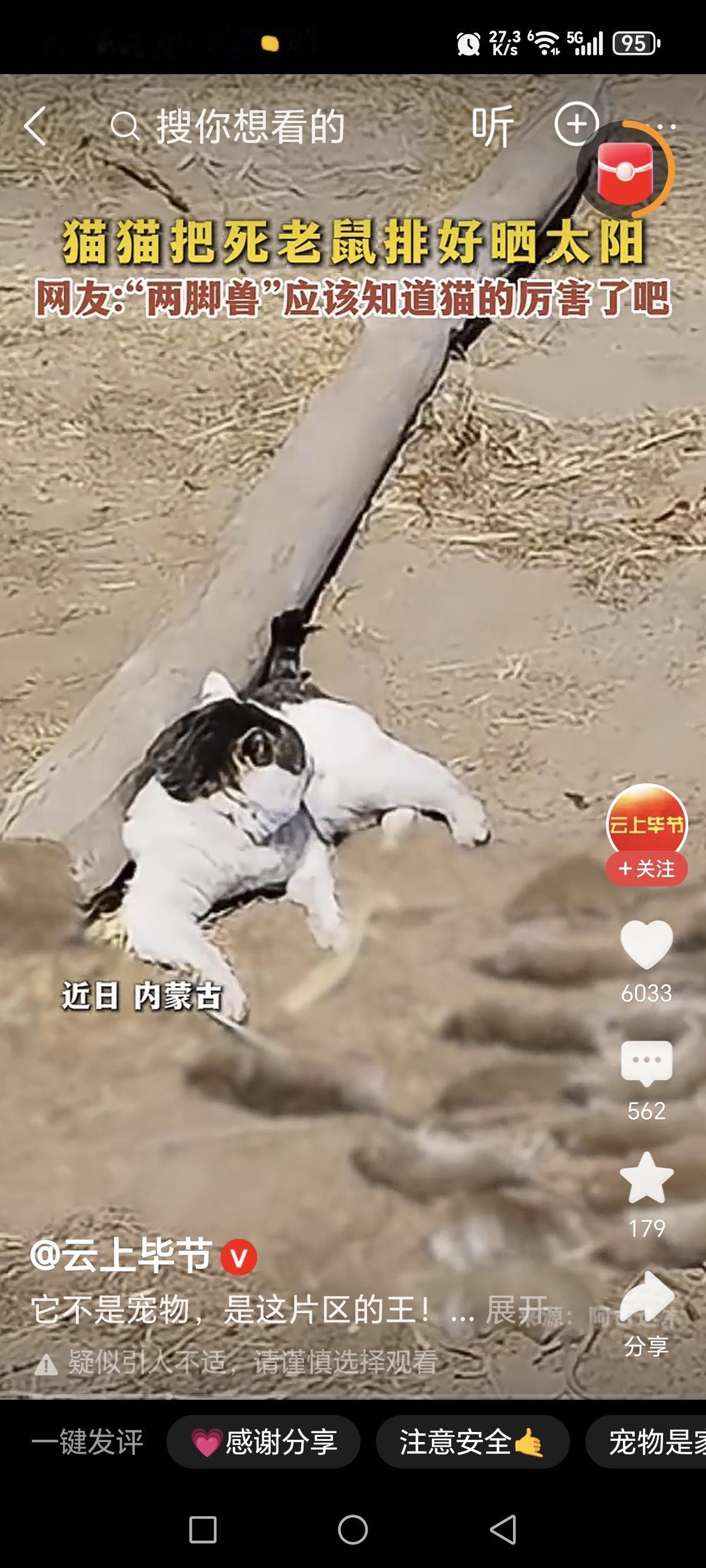 老鼠的阴影面积有多大？那一片的老鼠是望猫怯步。“谁说猫都成宠物了，那不捉鼠的猫也
