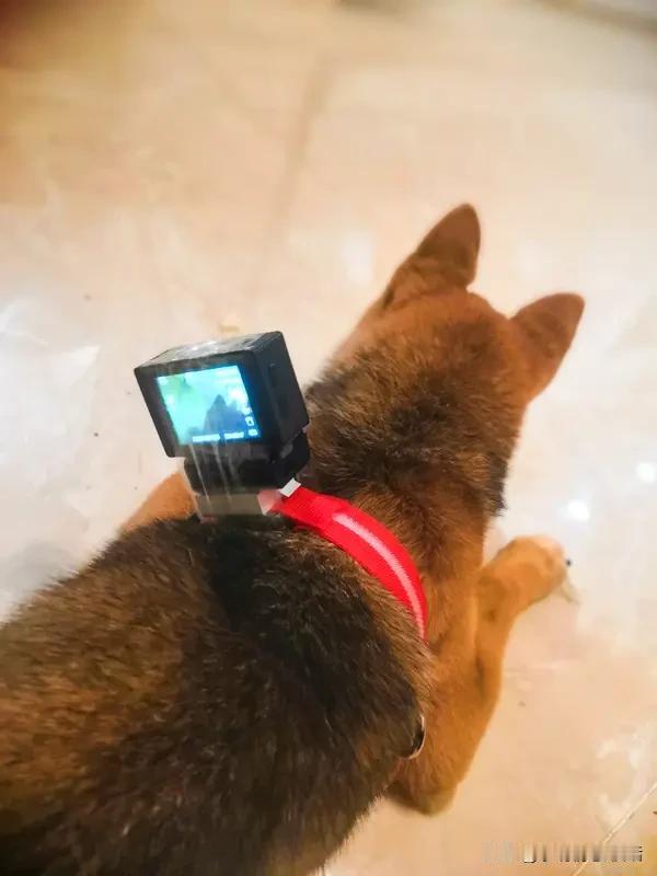 如何看待“遛狗记录仪”热卖 如何看待“遛狗记录仪”热卖
“遛狗记录仪”热卖与“史