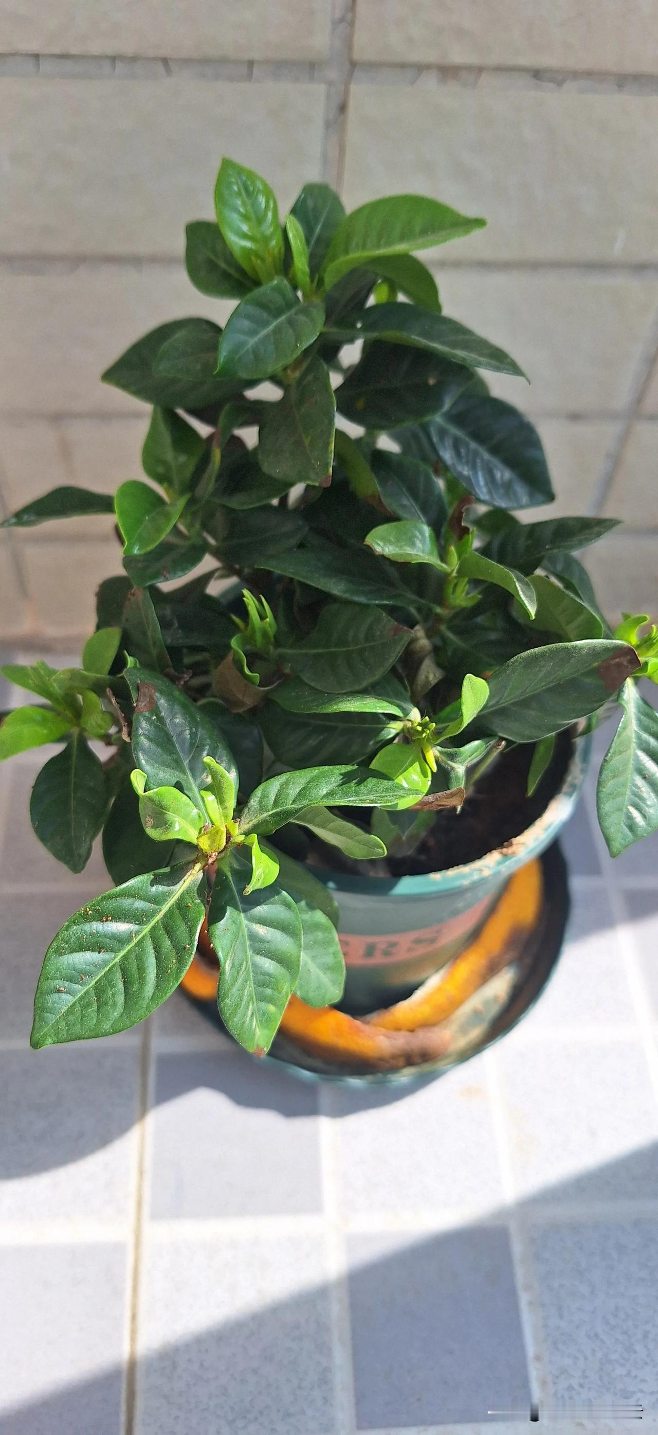看来我还是摆脱不了养栀子花的宿命，每一次都比我先死。这不，买来十天，生虫了，还是