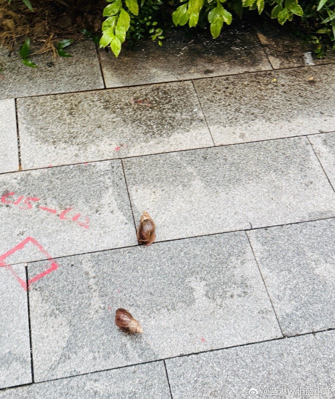 雨后的地上，这是俩大蜗牛吗