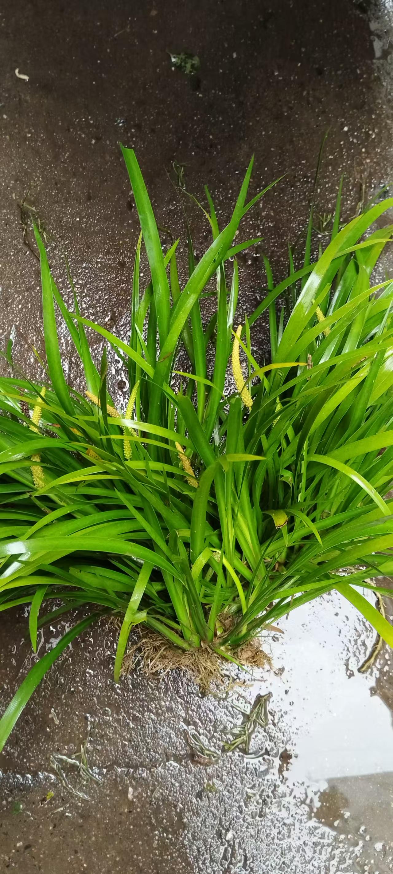 1. 选择合适的石菖蒲植株
    ○ 挑选生长健壮、根系发达且无病虫害的石菖蒲