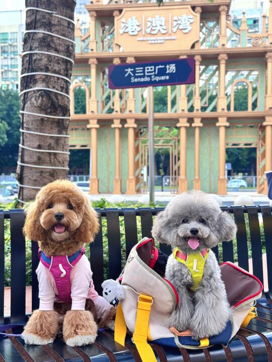 小狗看完铁塔又闪现大三巴