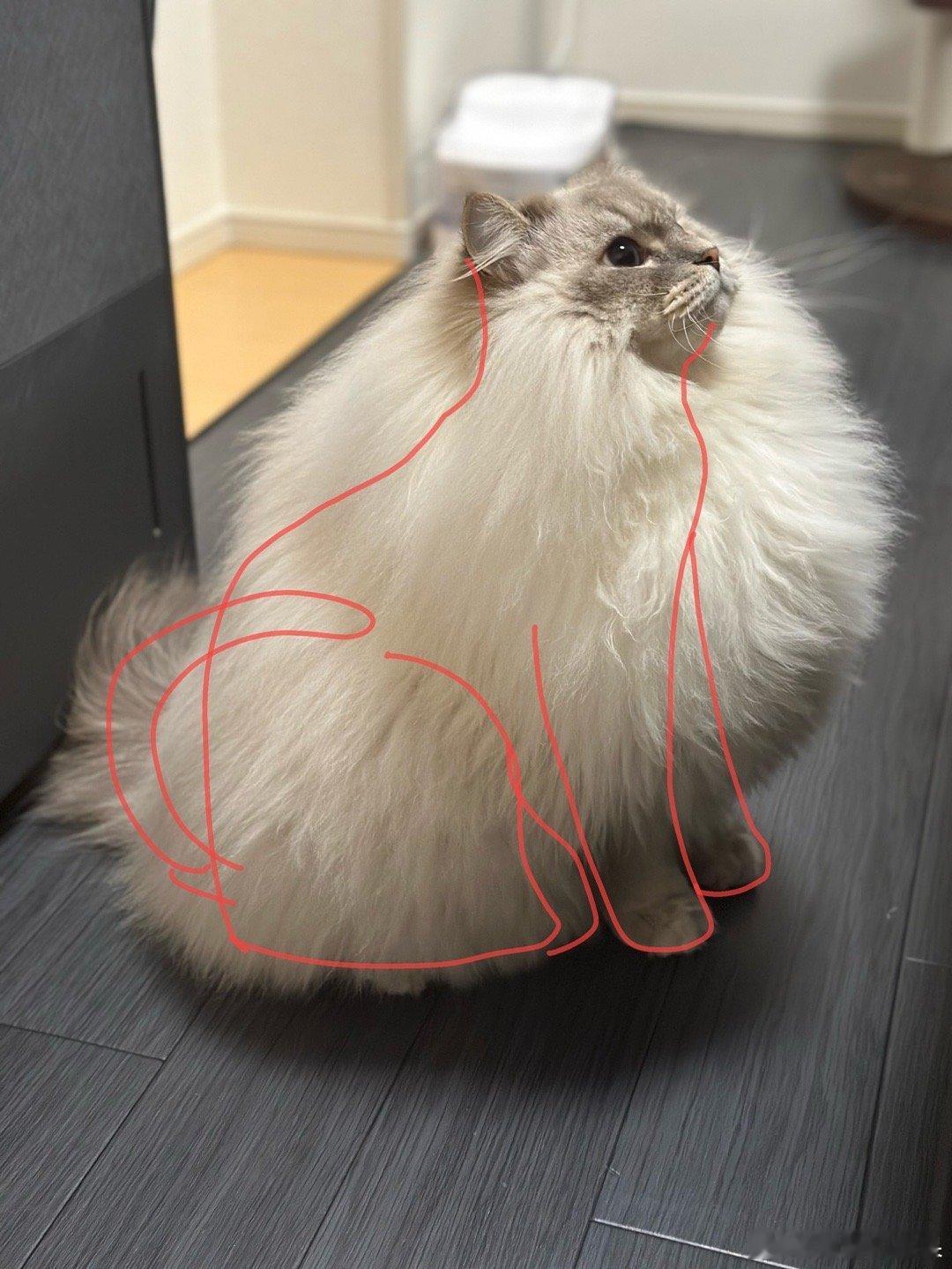 大西森猫的真实体型..cr：eleven11neko 