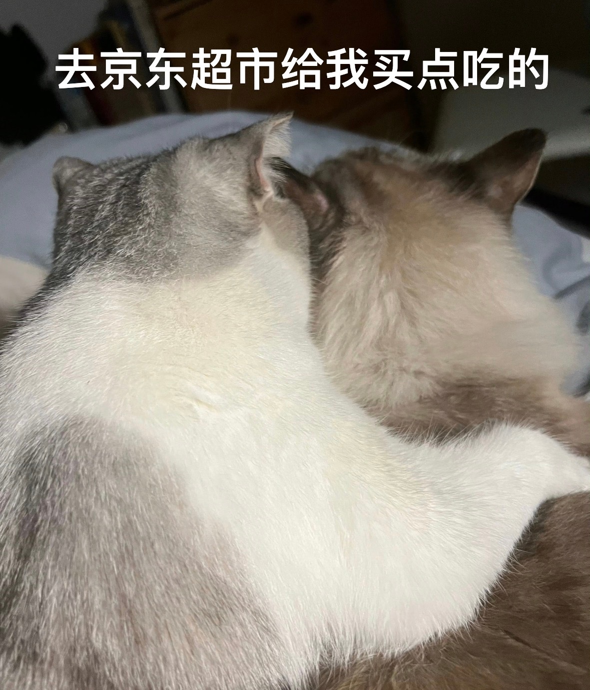 如果小猫可以网上购物的话，泡芙泡饭会买什么呢？我猜泡芙会买冻干和小蝴蝶，泡饭会买