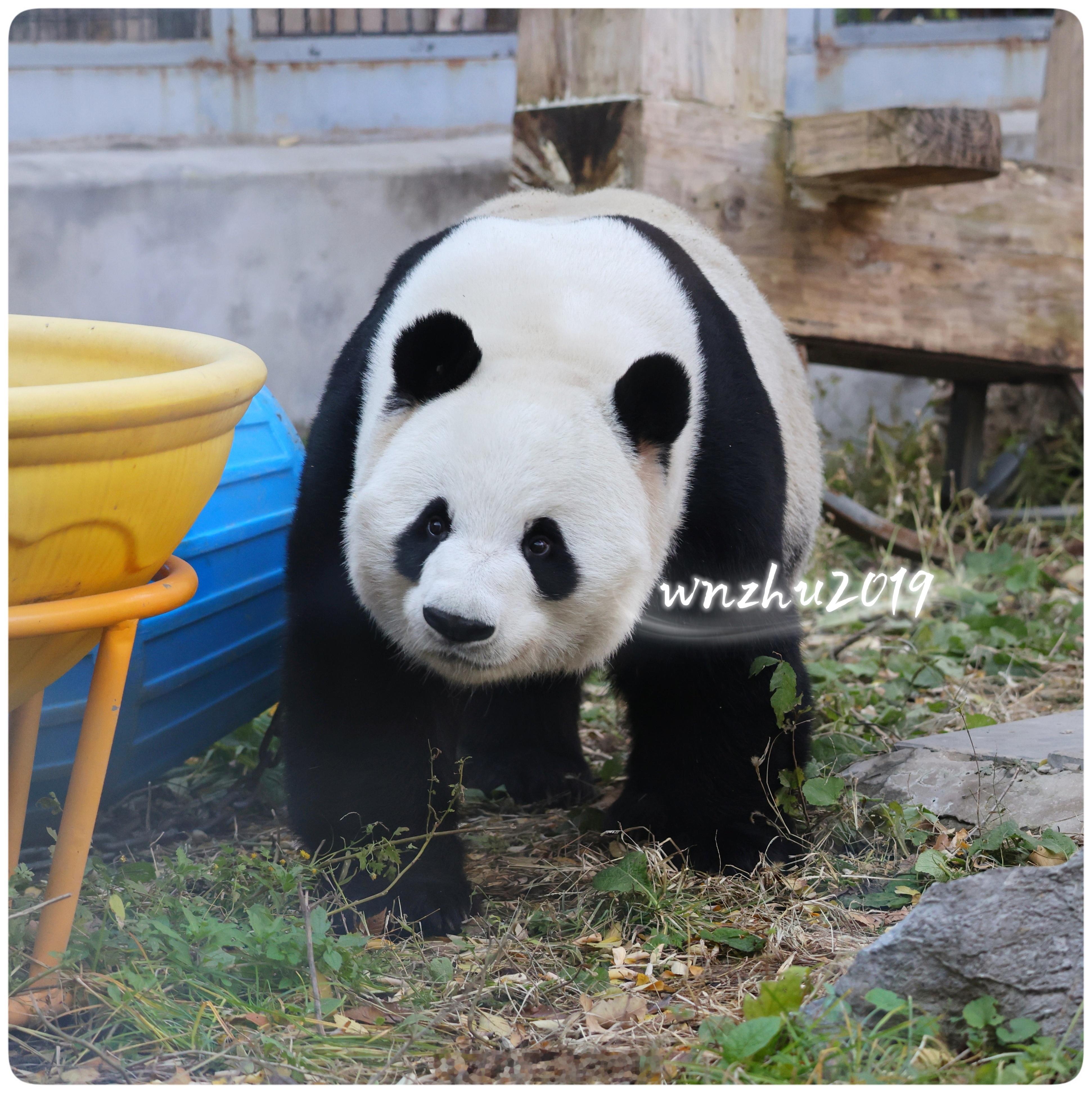 大熊猫萌兰 么猪要出来主持工作了，好激动啊。但是昨天刚发了他黑照