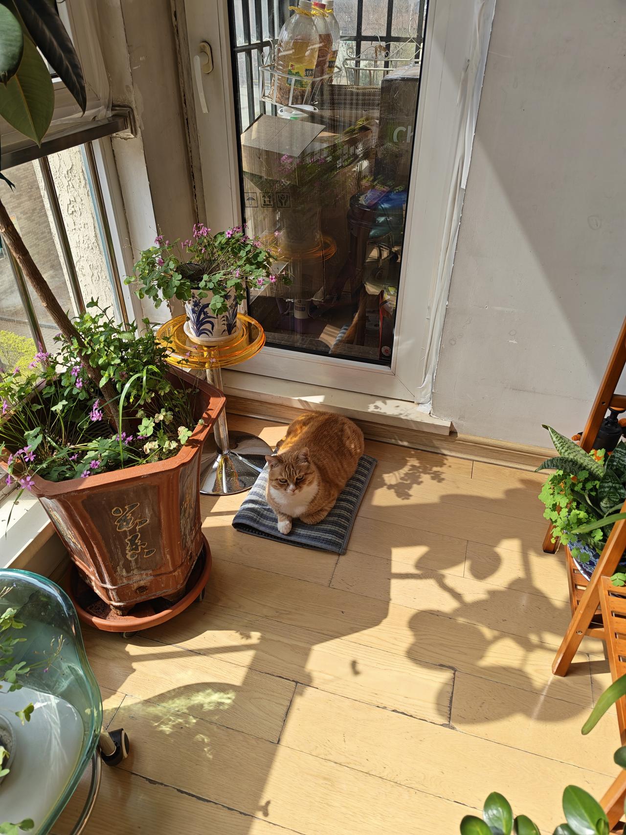 分享阳光下随手拍的照片沐浴阳光