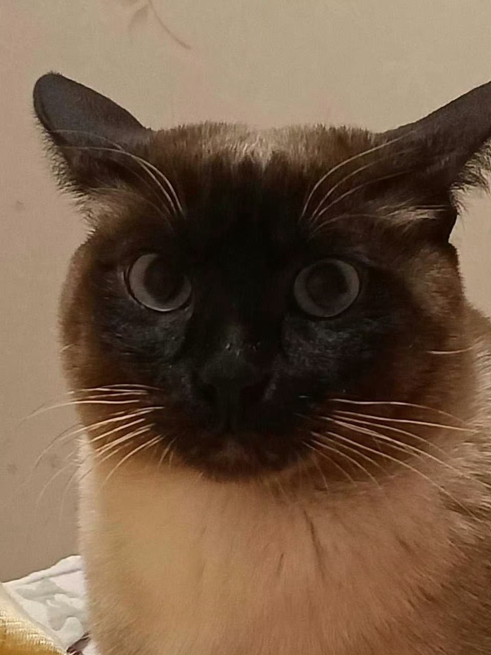 又要看炫风车手里的暹罗桃了只不过刘涛是遇热变黑