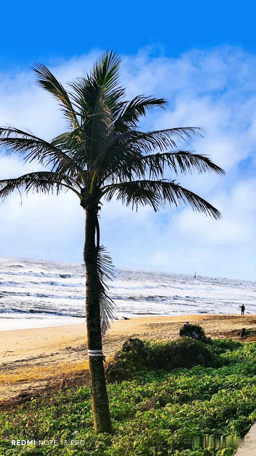 海风吹拂，棕榈摇曳，海滩上的美好时光。🌴🏖️拥抱海边美景 风和日丽的大海