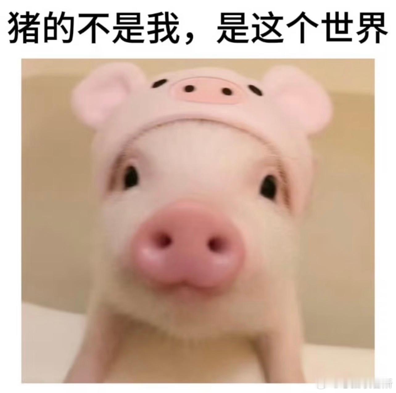 露儿小猪时候就这样 11683 