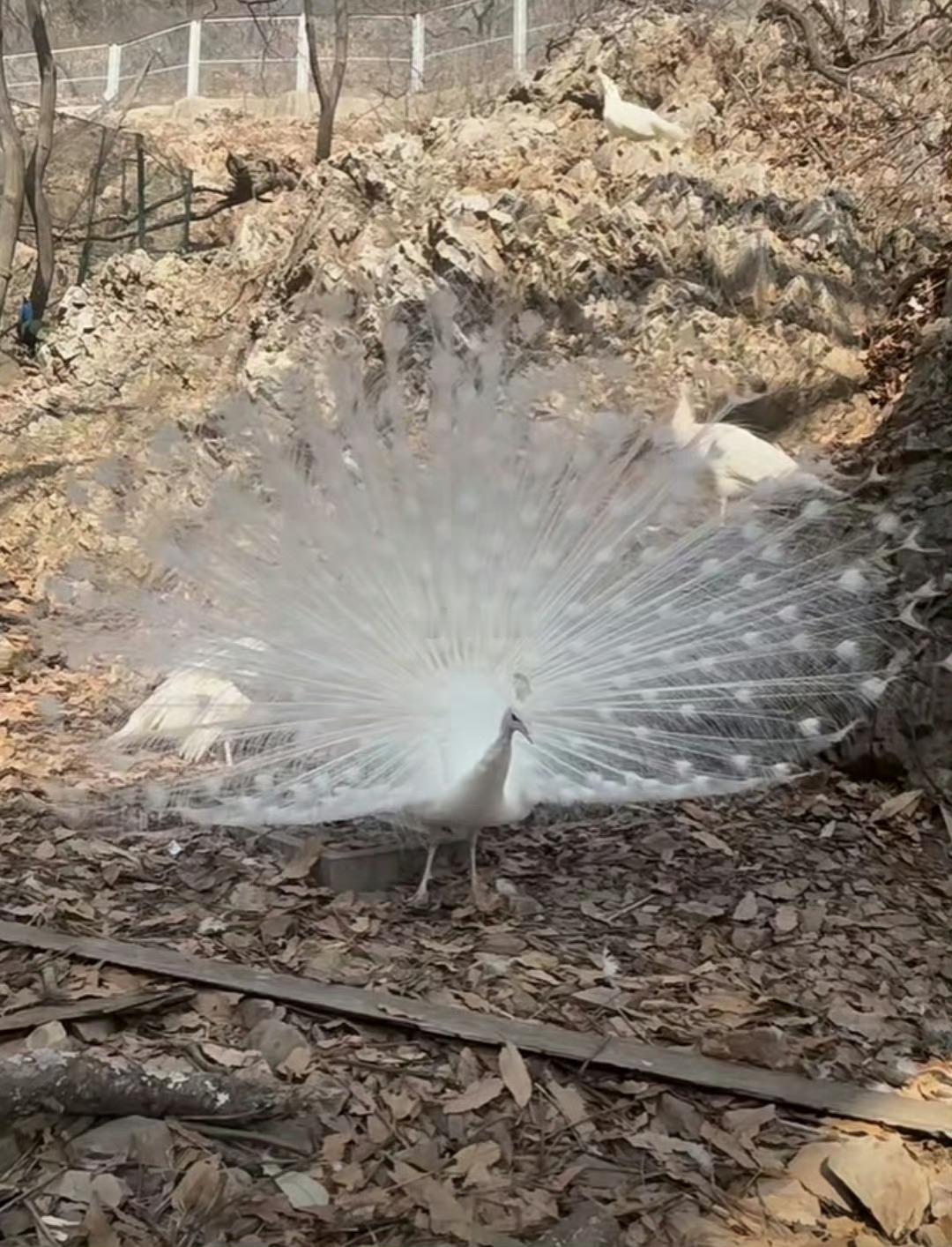 白孔雀开屏寓意着好运将至，转赞三日之内必有好事发生。 