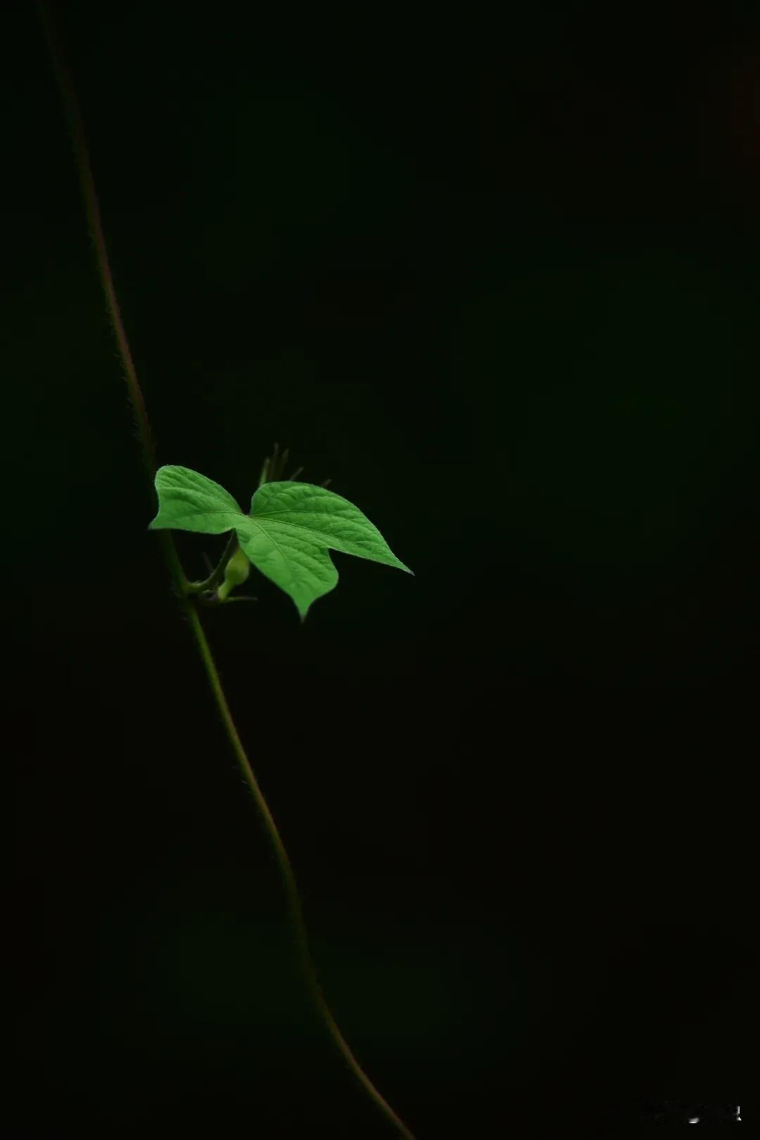 叶子，是生命的轮回。#植物摄影原创#