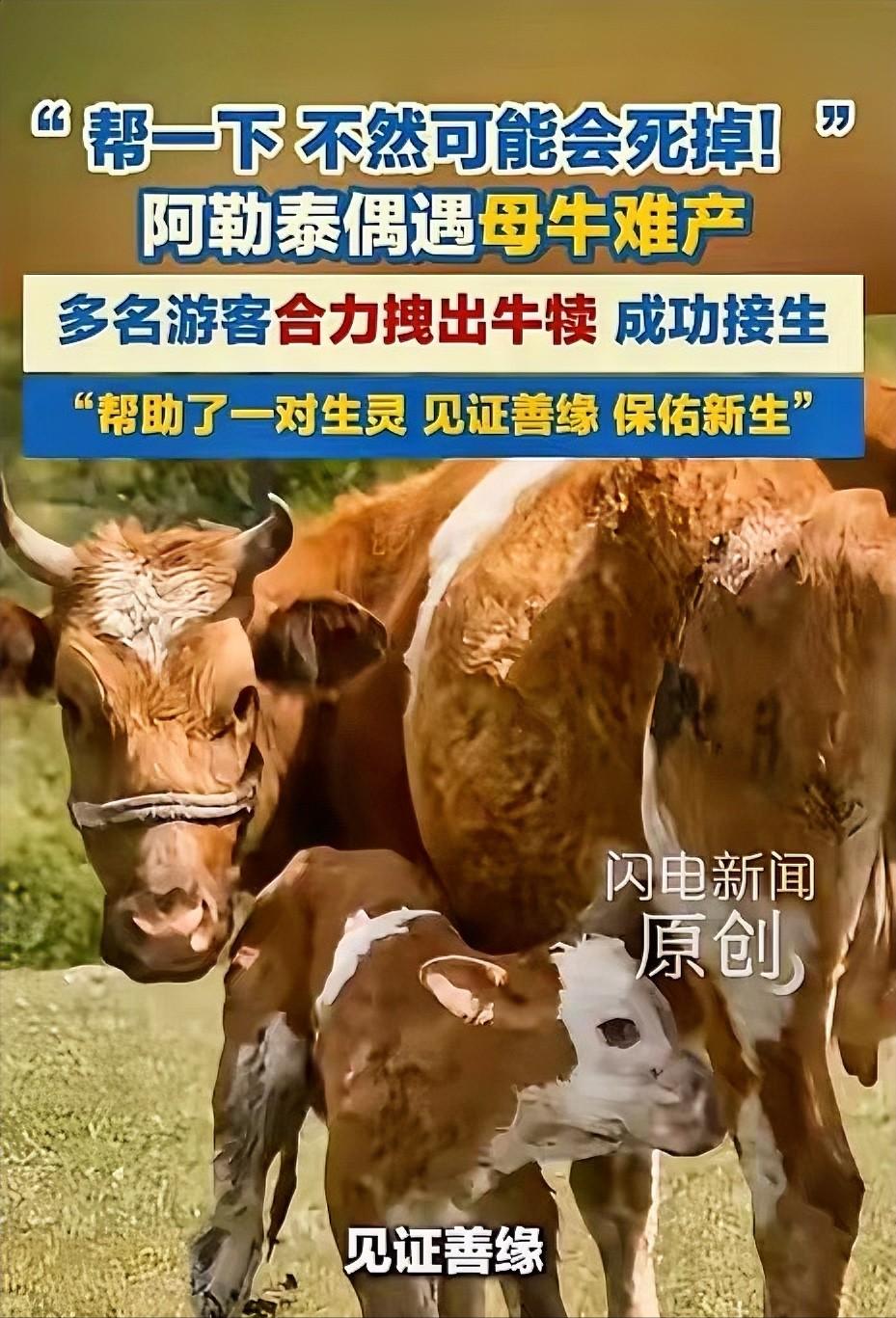 破防了！5月29日闪电新闻报道，新疆阿勒泰，游客游玩时偶遇母牛难产，小牛卡在产道