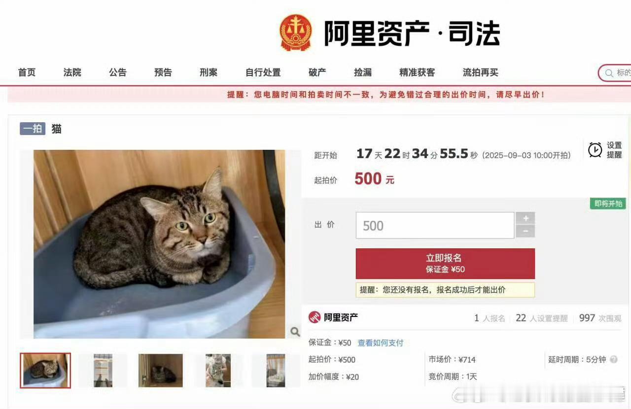 狸花猫总是一脸清澈 ​​​