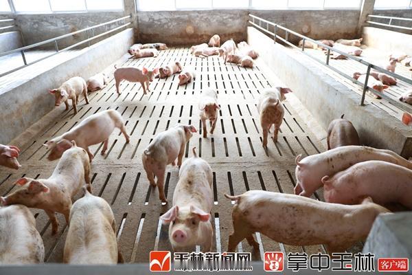 中国给猪吹空调为什么让法国人破防了？