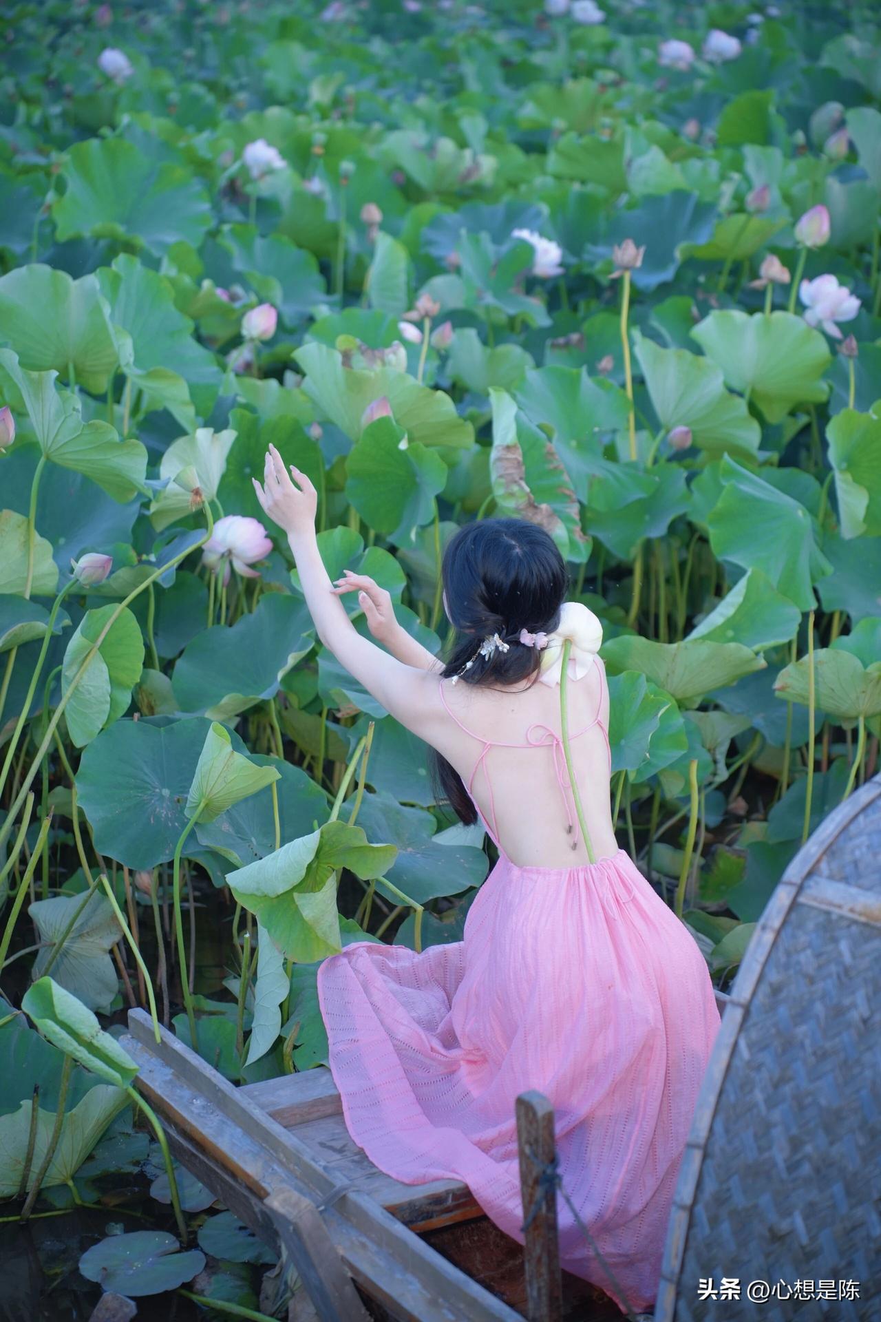 炎炎夏日，好运莲莲