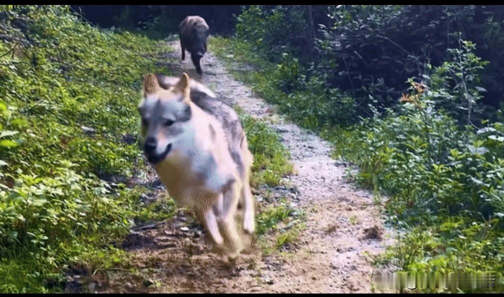 十堰近些年各地山林生态管护力度加大，退耕还林、禁猎护林持续落地，植被越来越茂密，