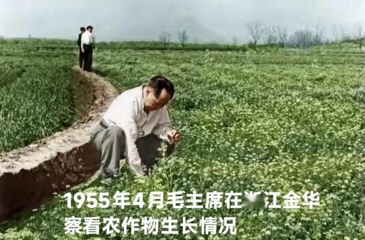 毛主席是农民出身，对农民兄弟姐妹们有着天然的深厚情感，对农村的土地有着深深的眷念