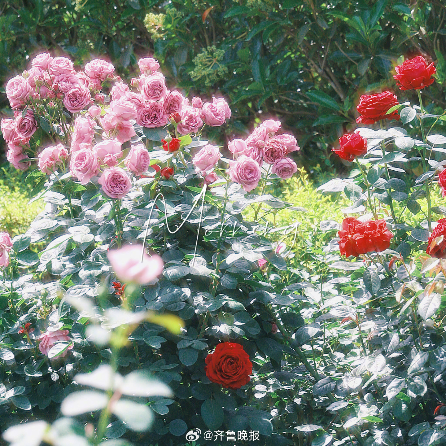 静心忍耐盛装以待总有惊喜[送花花]#早安# ​​​