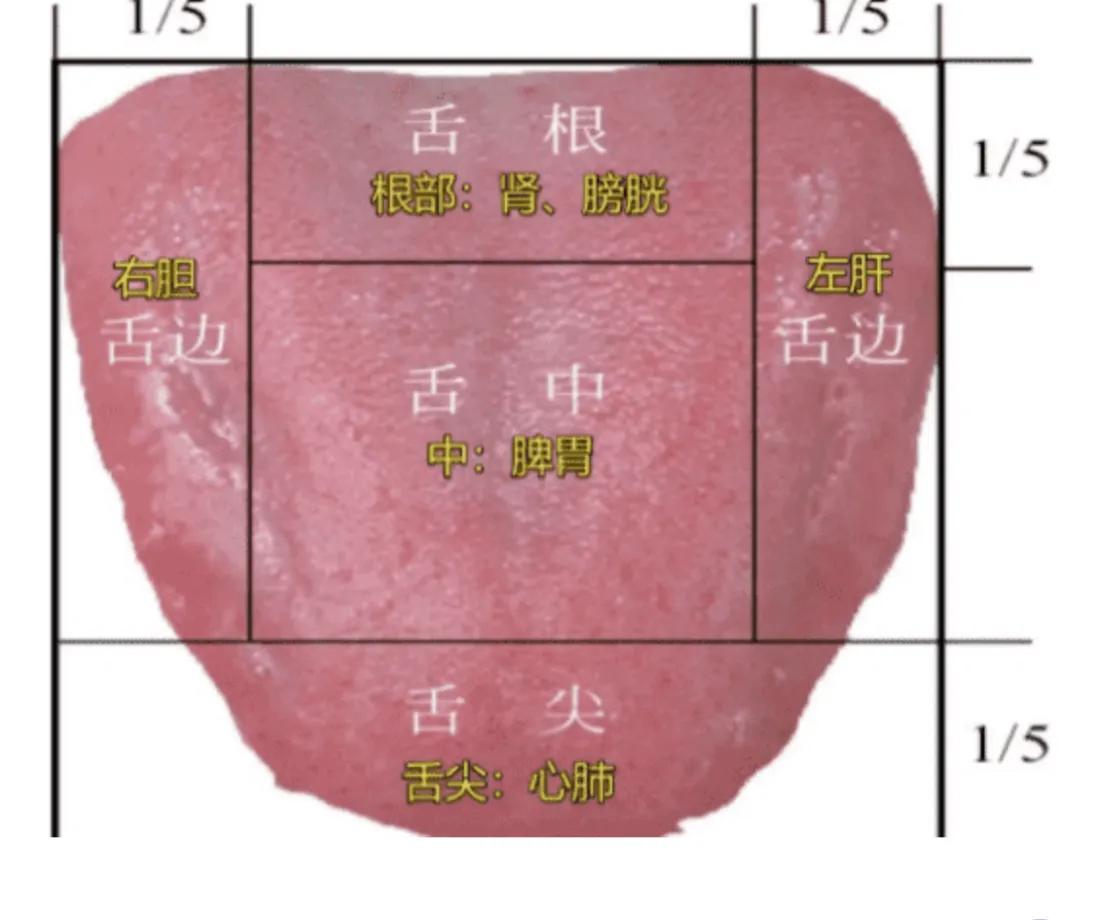 今天来教大家看舌诊：心肺看舌尖，脾胃看舌中，肝胆看两边，肾看舌根！建议收藏

一