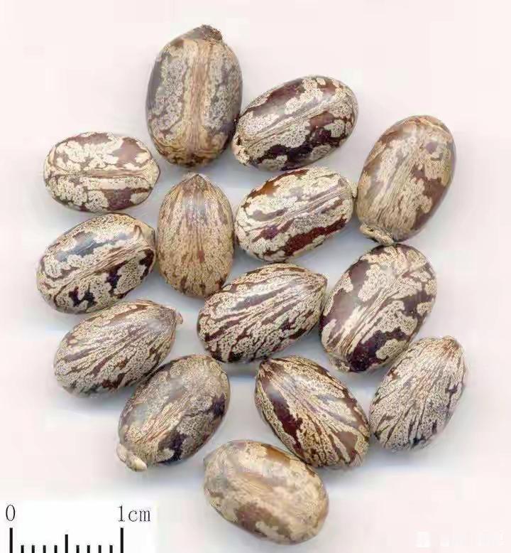 这东西你吃过吗？
记得小时候，把它剥了壳
拿到煤油灯上烤烤，真的很香很好吃