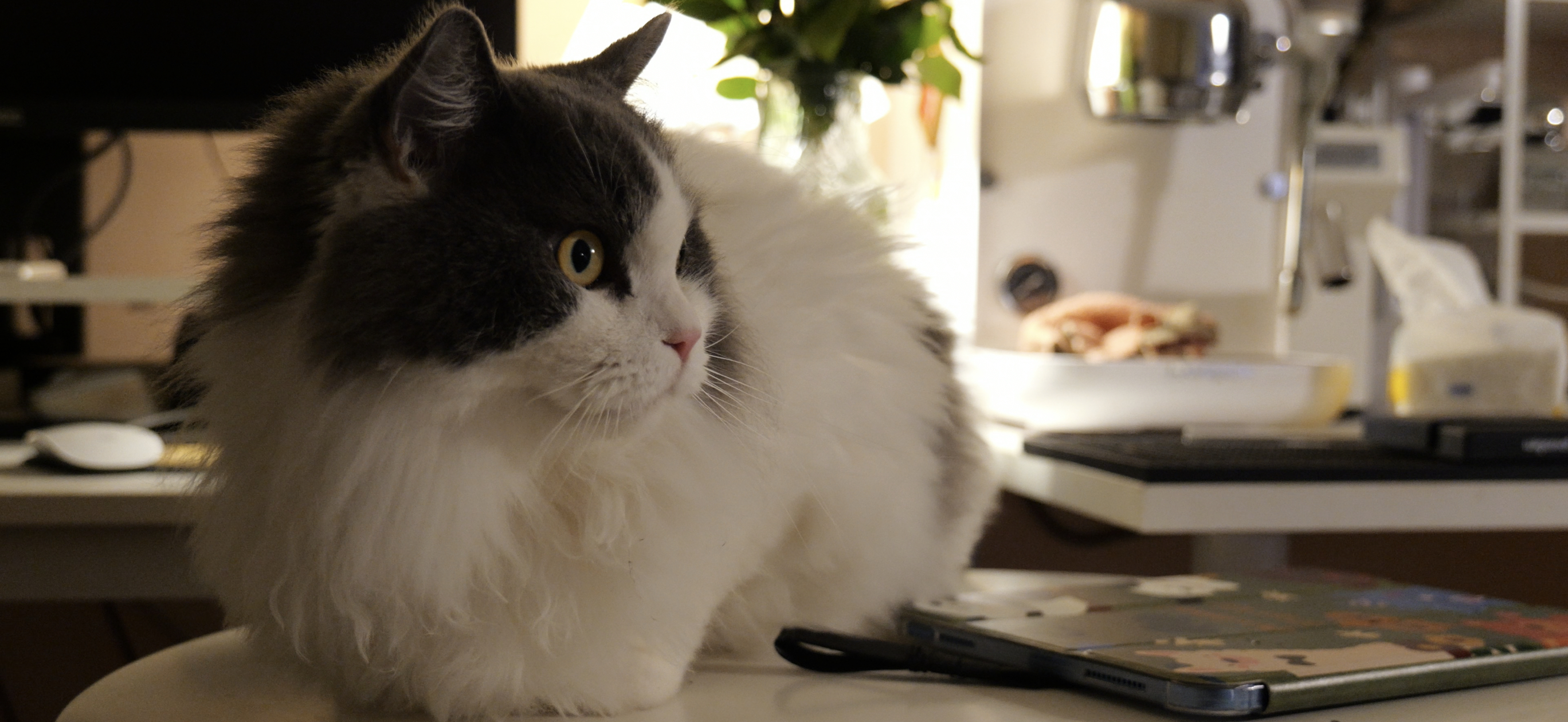 颜值很顶，我家咪 