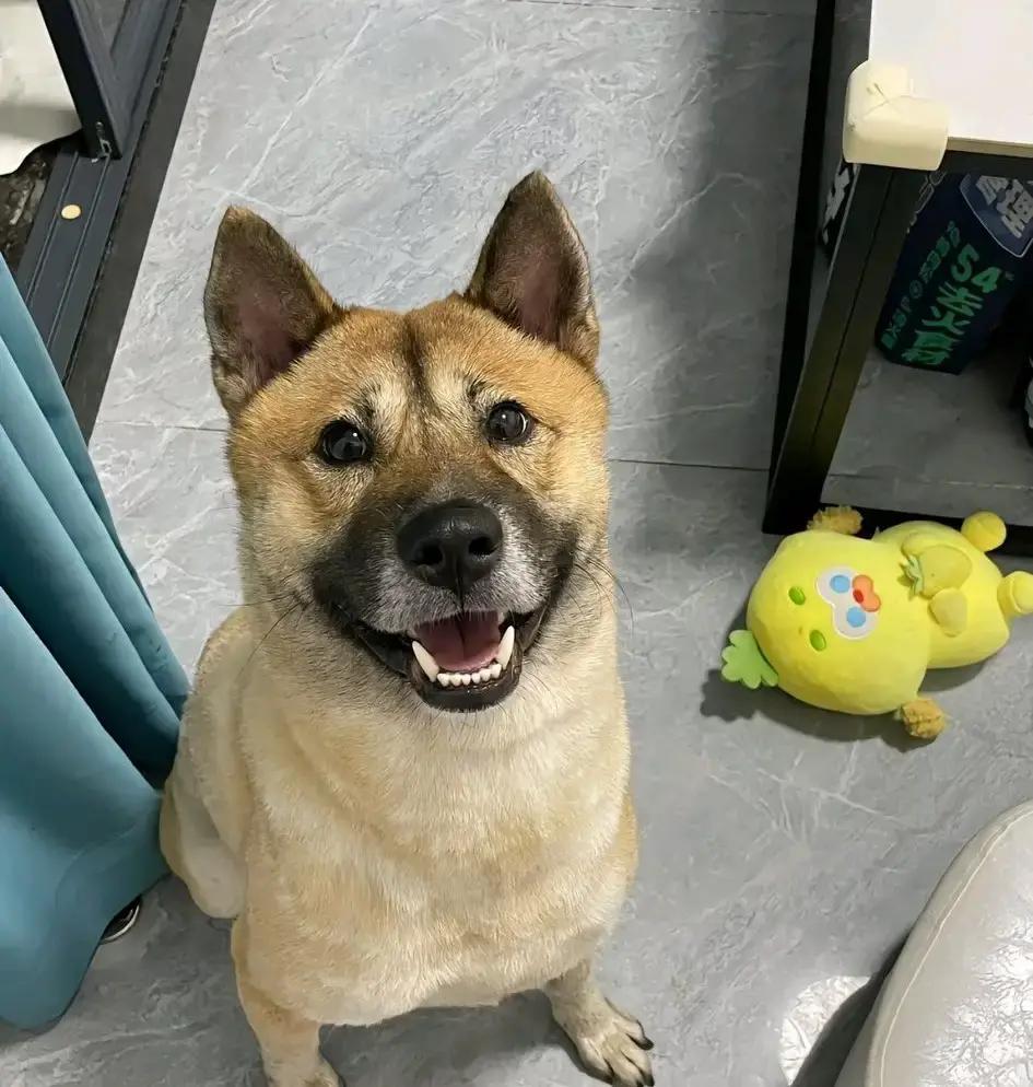 妈妈走了八年。

但她好像，又从没离开过。
这份念想，就留在了这只老狗的身上。我